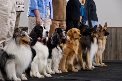 Dogs in training class
