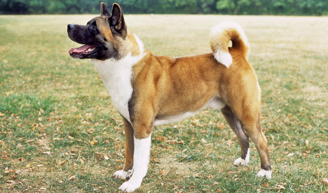 Akita dog