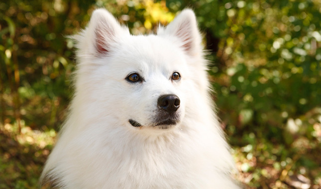 American Eskimo dog