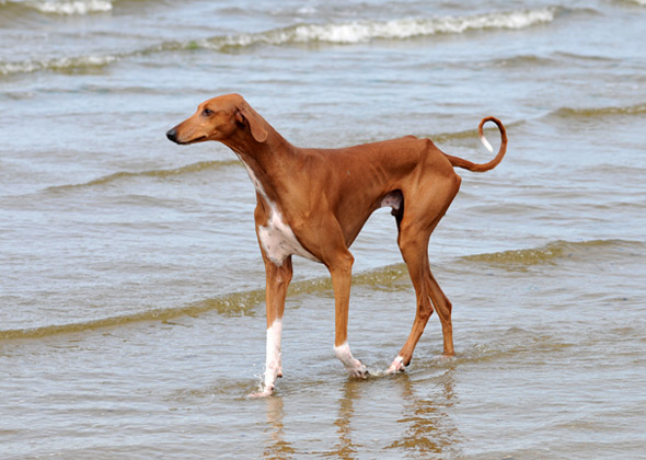 14 Dog Breeds You've Never Heard Of (but Will Soon)