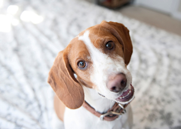 Beagle