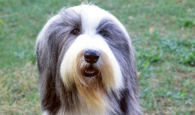 Bearded Collie dog
