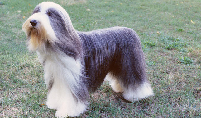 Bearded Collie dog
