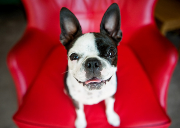 Boston Terrier