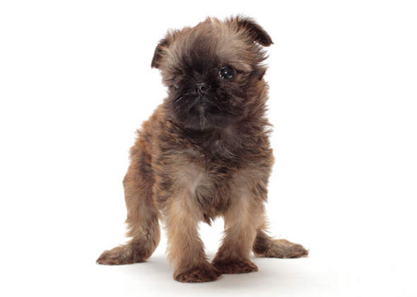 11 Tiny Dogs With Big, Bold Personalities