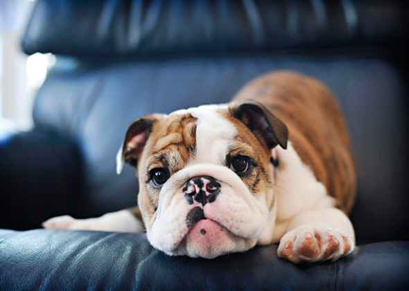 Bulldog