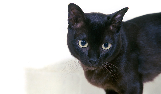 Burmese cat