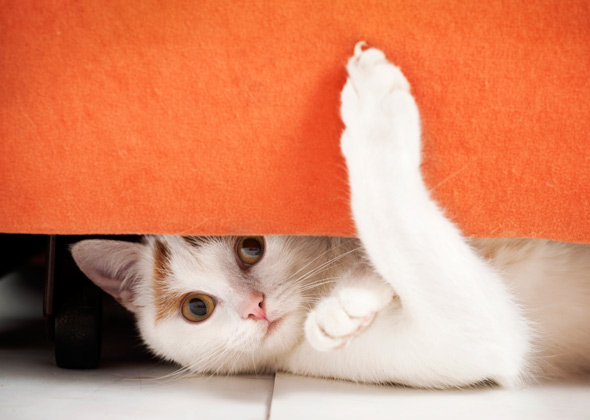 Allow your cat to hide.