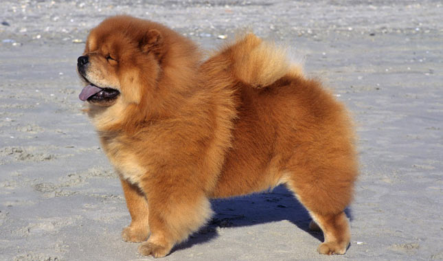 Chow Chow Dog Breed