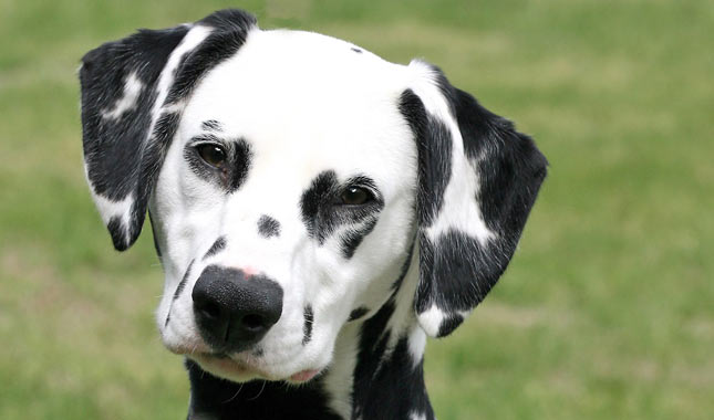 Dalmatian Dog Breed