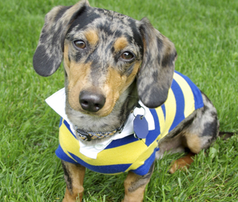 Dog wearing polo
