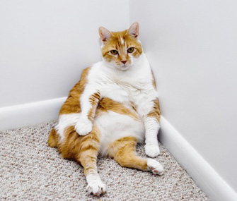 Overweight cat sitting in the corner