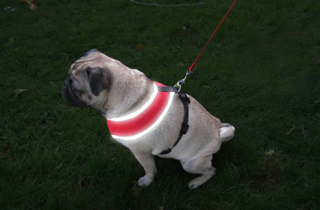 Four Paws Reflective Harness