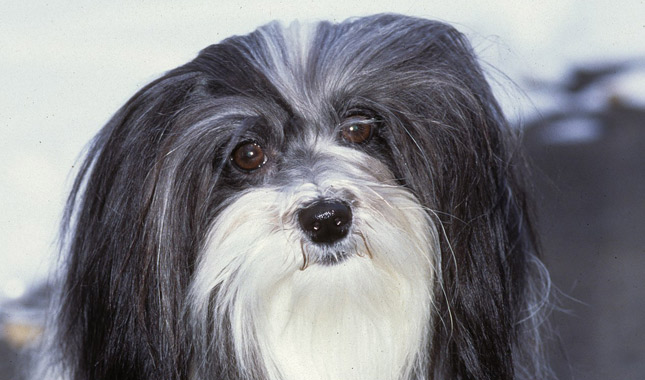 Havanese Dog Breed
