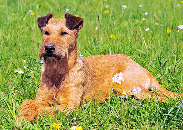 Irish Terrier