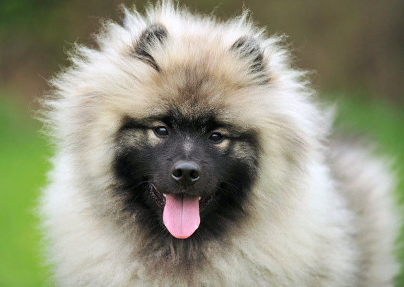 Keeshond
