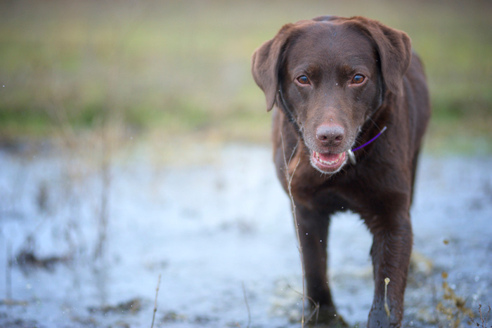 Labrador Retriever