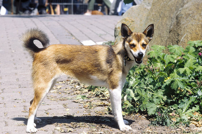 Norwegian Lundehund Standing Outdoors