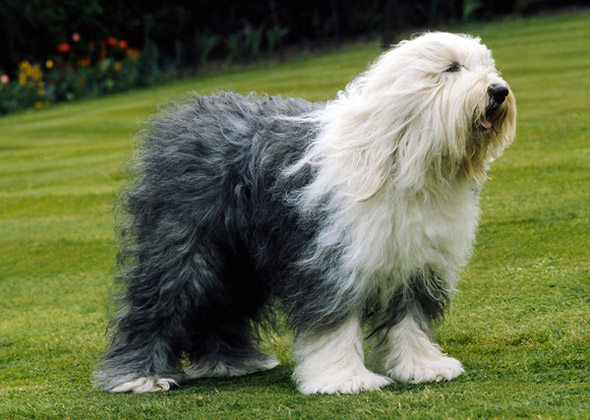 Old English Sheepdog