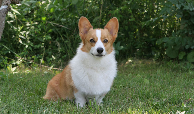 Pembroke Welsh Corgi Dog Breed