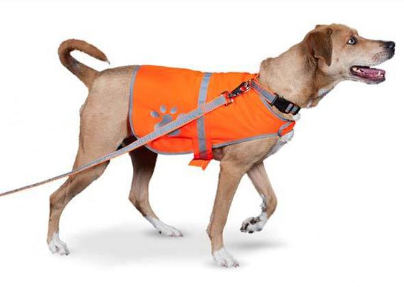 Petflect Safety System