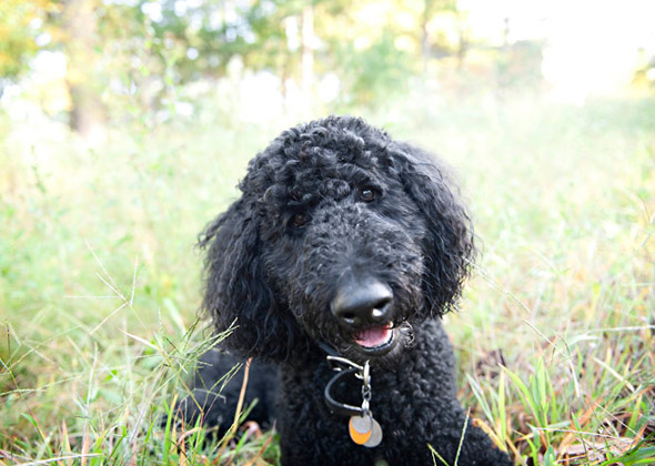 Poodle