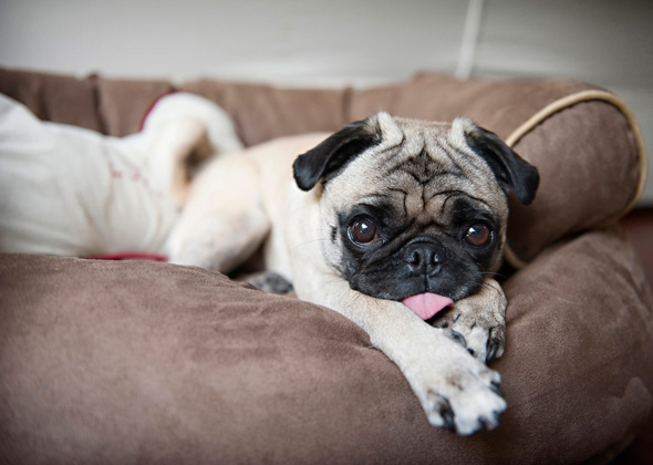 Pug
