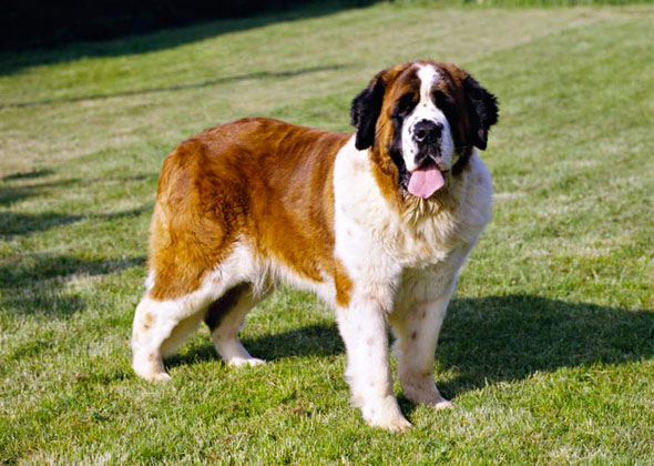Saint Bernard