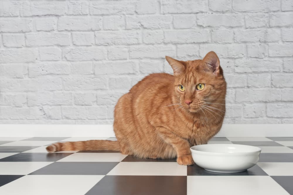 9 Favorite Cat Foods for Allergies in 2025