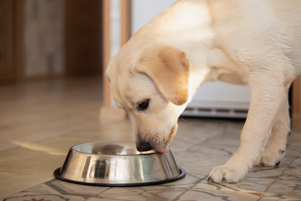 dog licking a bowl of food