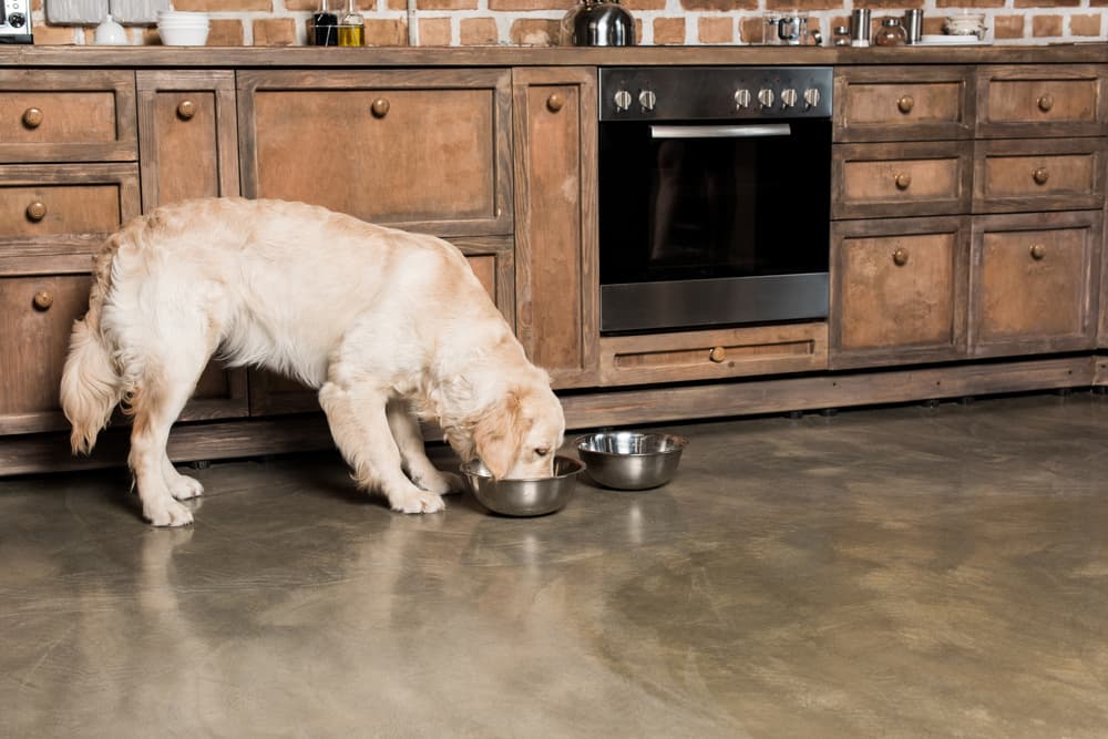 dog eating from a bowl of food in the kitchen