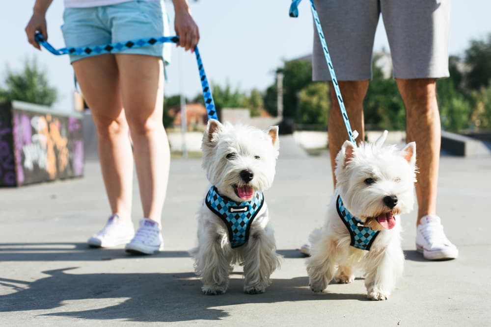 9 Best Dog Harness and Leash Sets of 2025
