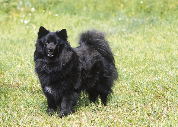 Swedish Lapphund