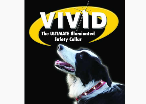 The Company of Animals Vivid Flashing Collar