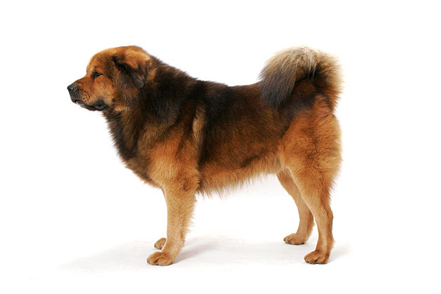 Tibetan Mastiff