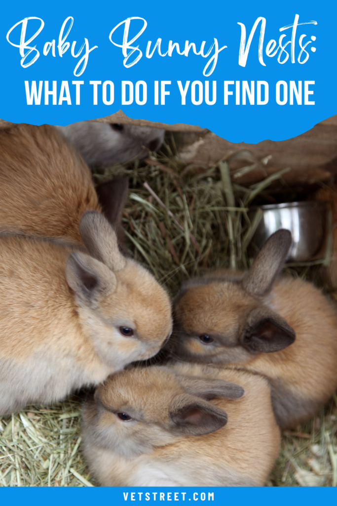 baby bunny nest